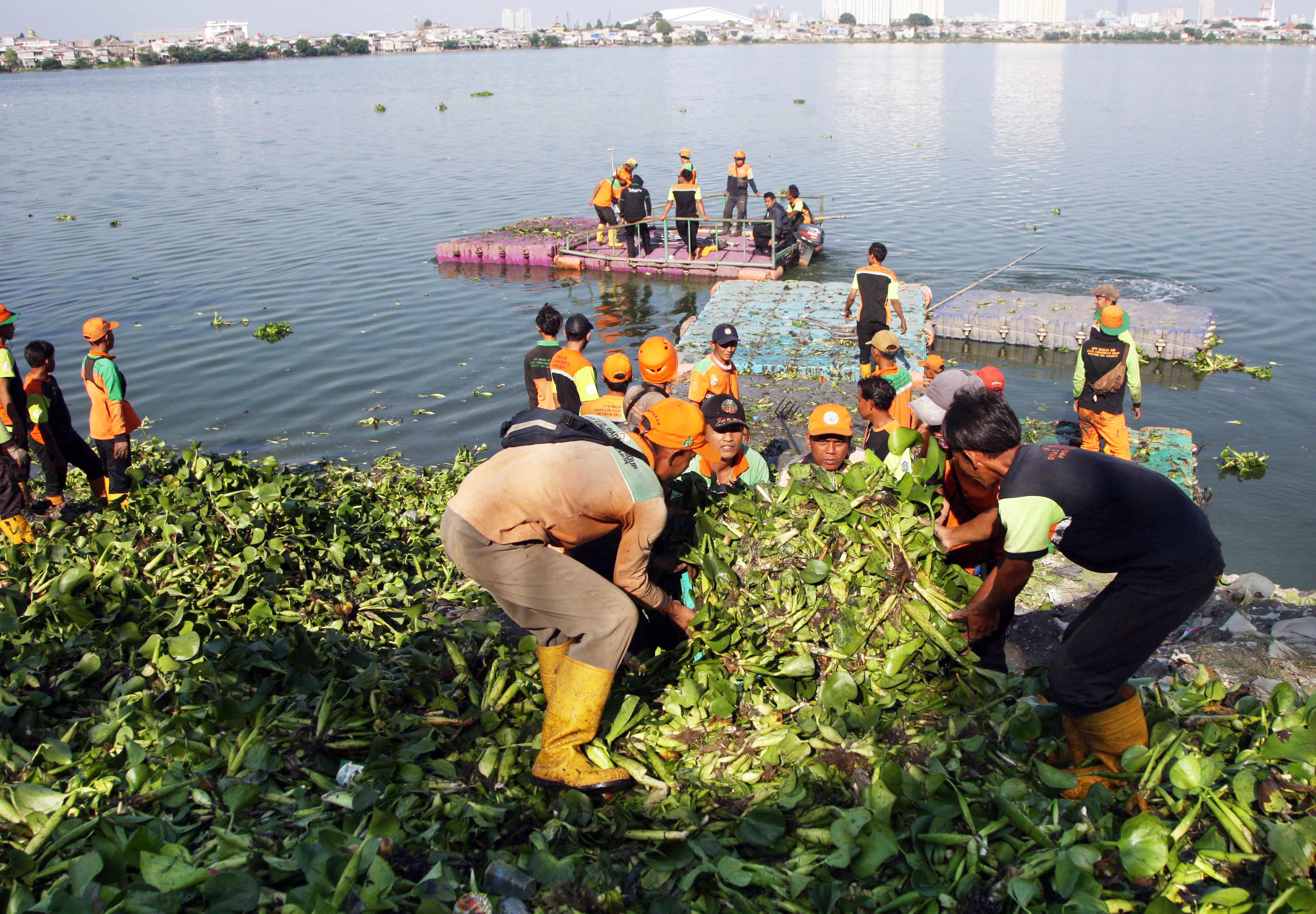 Tanaman enceng gondok terlihat memenuhi Waduk Pluit, Jakarta