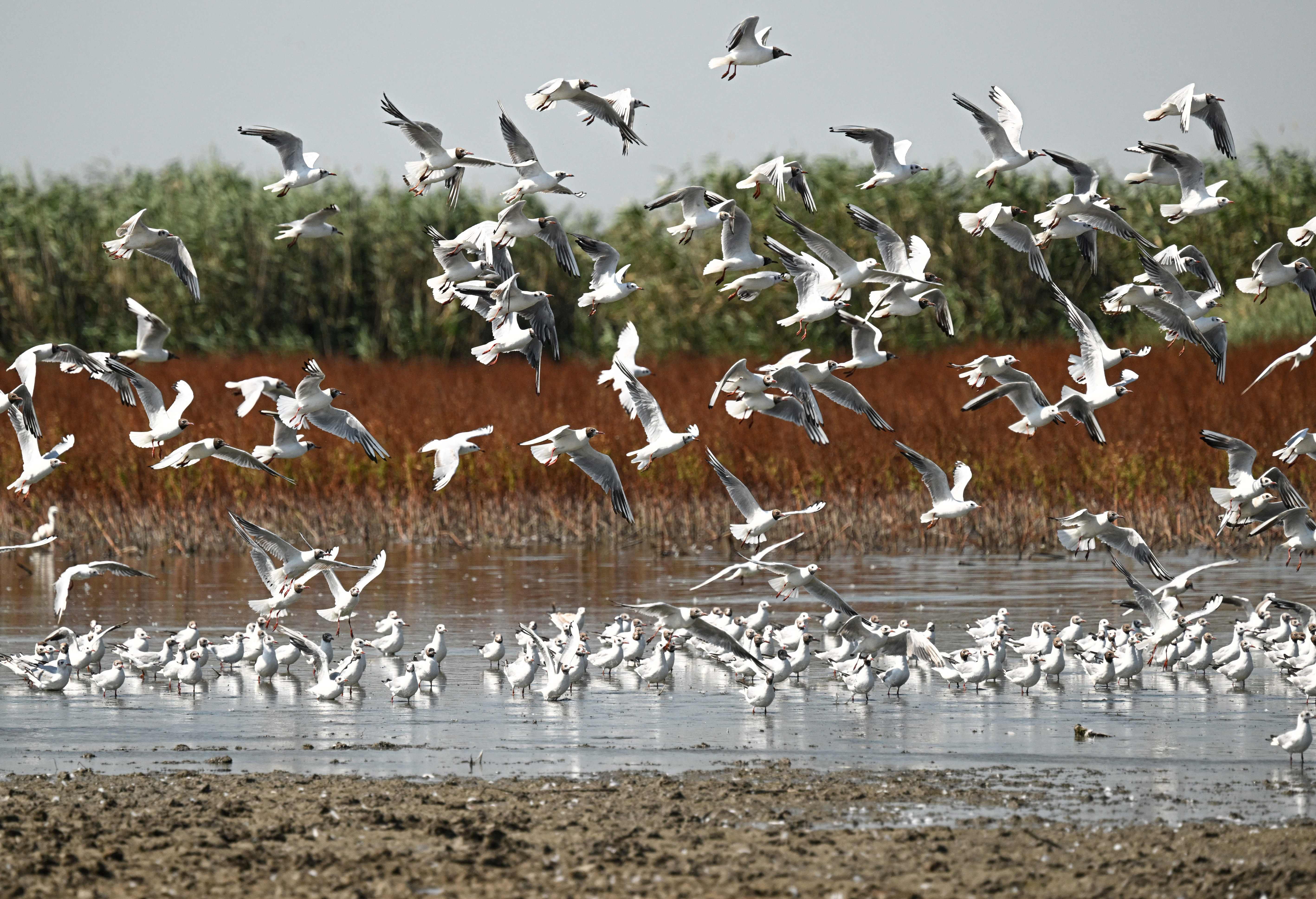 Sekawanan burung kehausan di sebuah danau yang mengering di tenggara Rumania