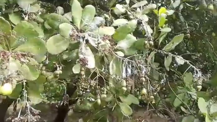 Hama ulat putih yang menyerang petani jambu Mete di Kabupaten Flores Timur