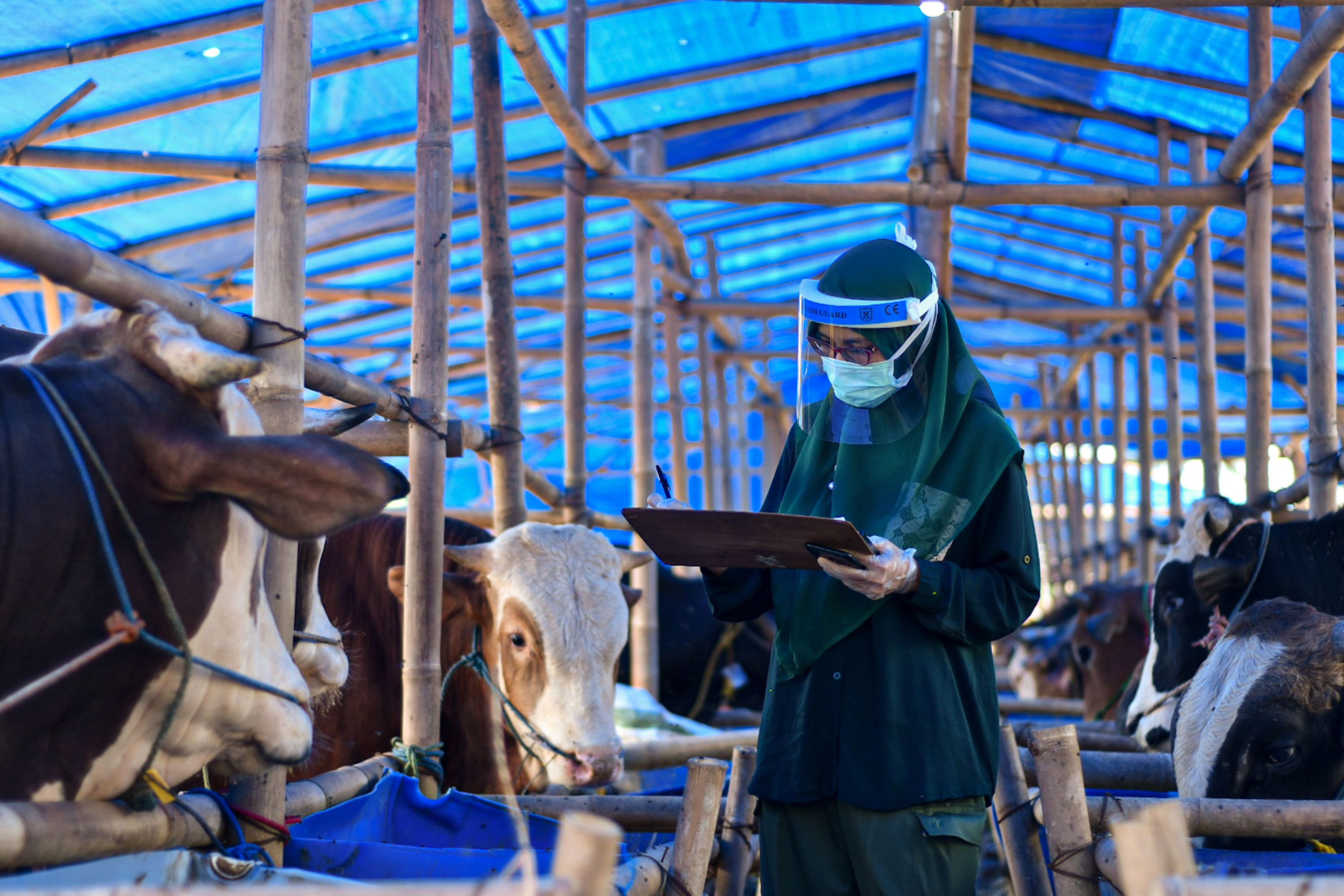Sleman dan Kulonprogo Giatkan Pencegahan Antraks
