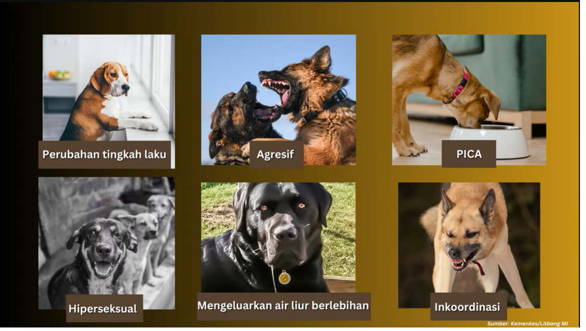 Gejala Rabies pada hewan.