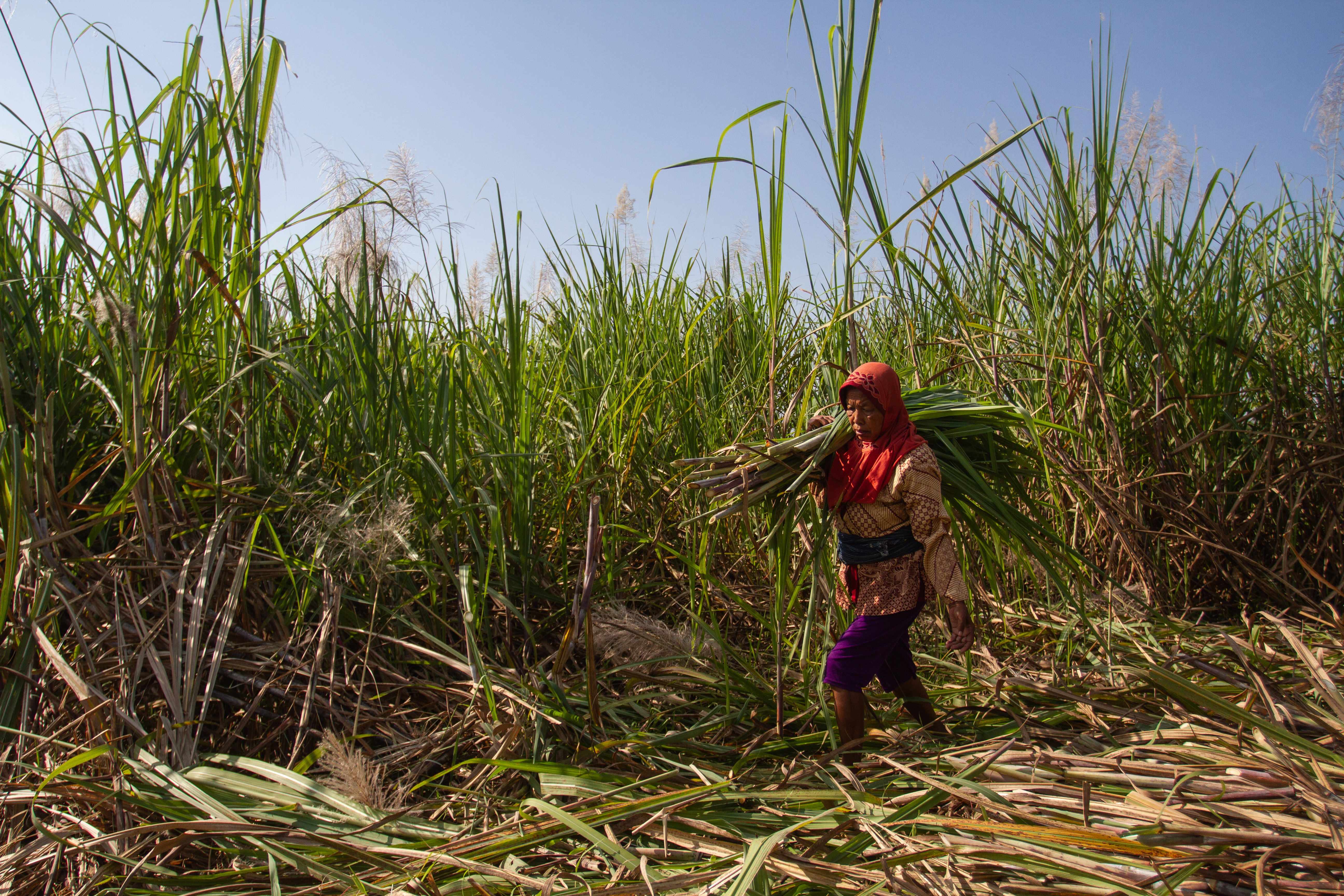 Seorang petani tengah memanen tebu