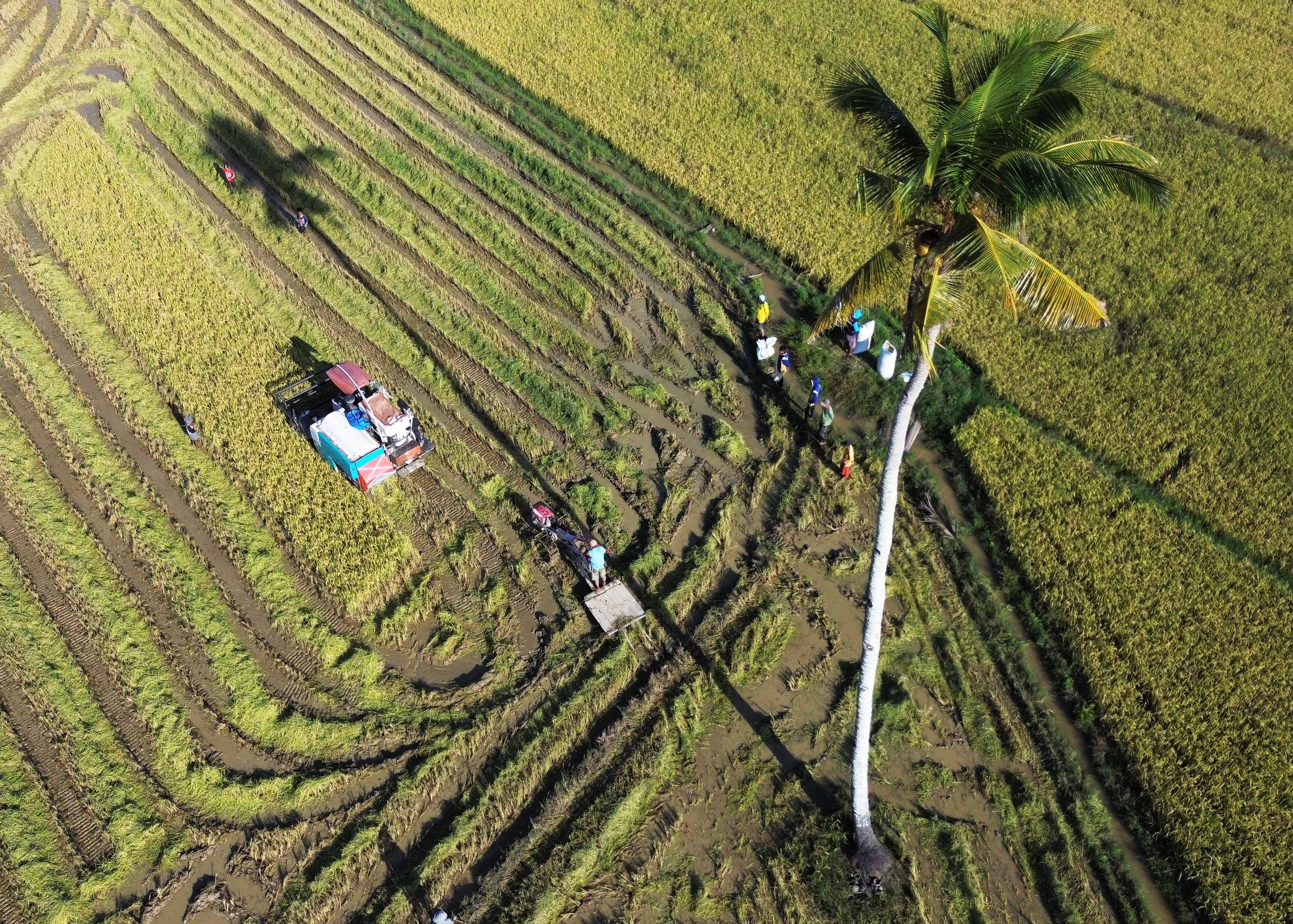 Petani menggunakan alat bantu mekanis saat memanen padi di areal persawahan Desa Laeya, Konawe Selatan, Sulawesi Tenggara, Minggu (9/7).