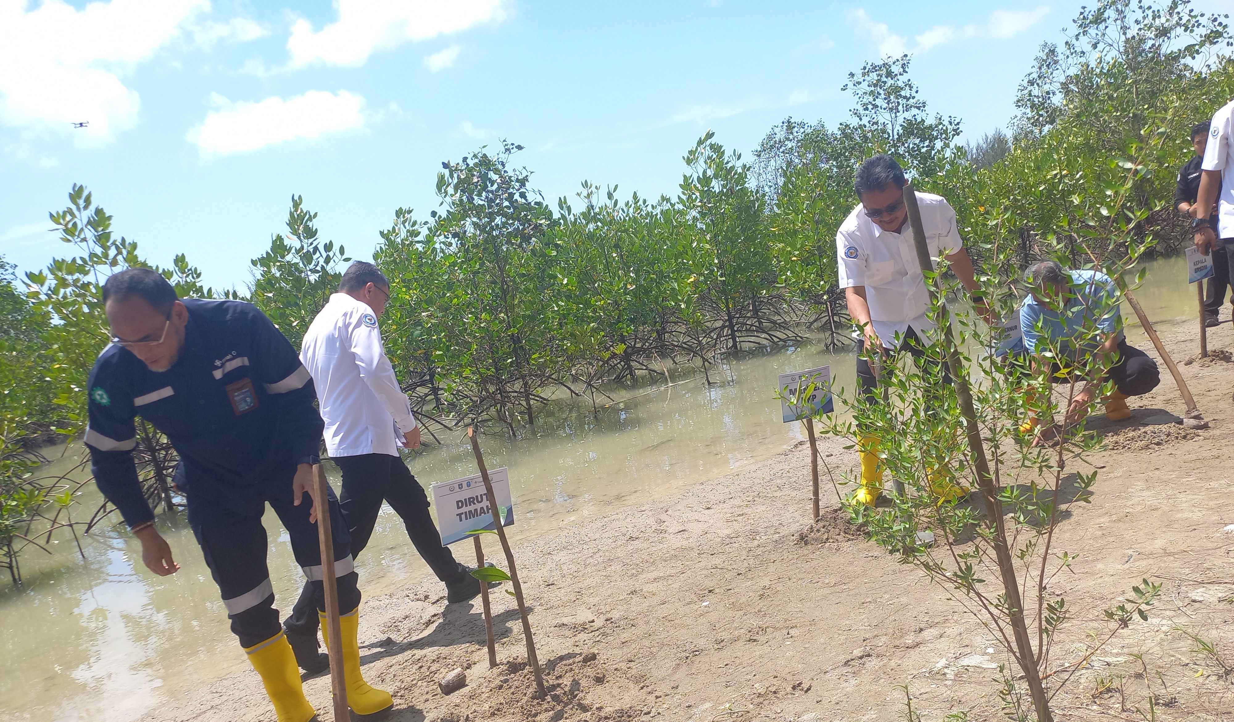 Penanaman mangrove di pesisir menjadi upaya untuk melestarikan lingkungan dan mengurangi dampak bencana