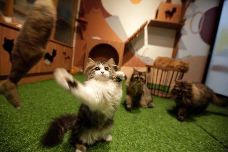 Puluhan Kucing di Tanjung Priok Mati, Dinas KPKP DKI Lakukan Nekropsi