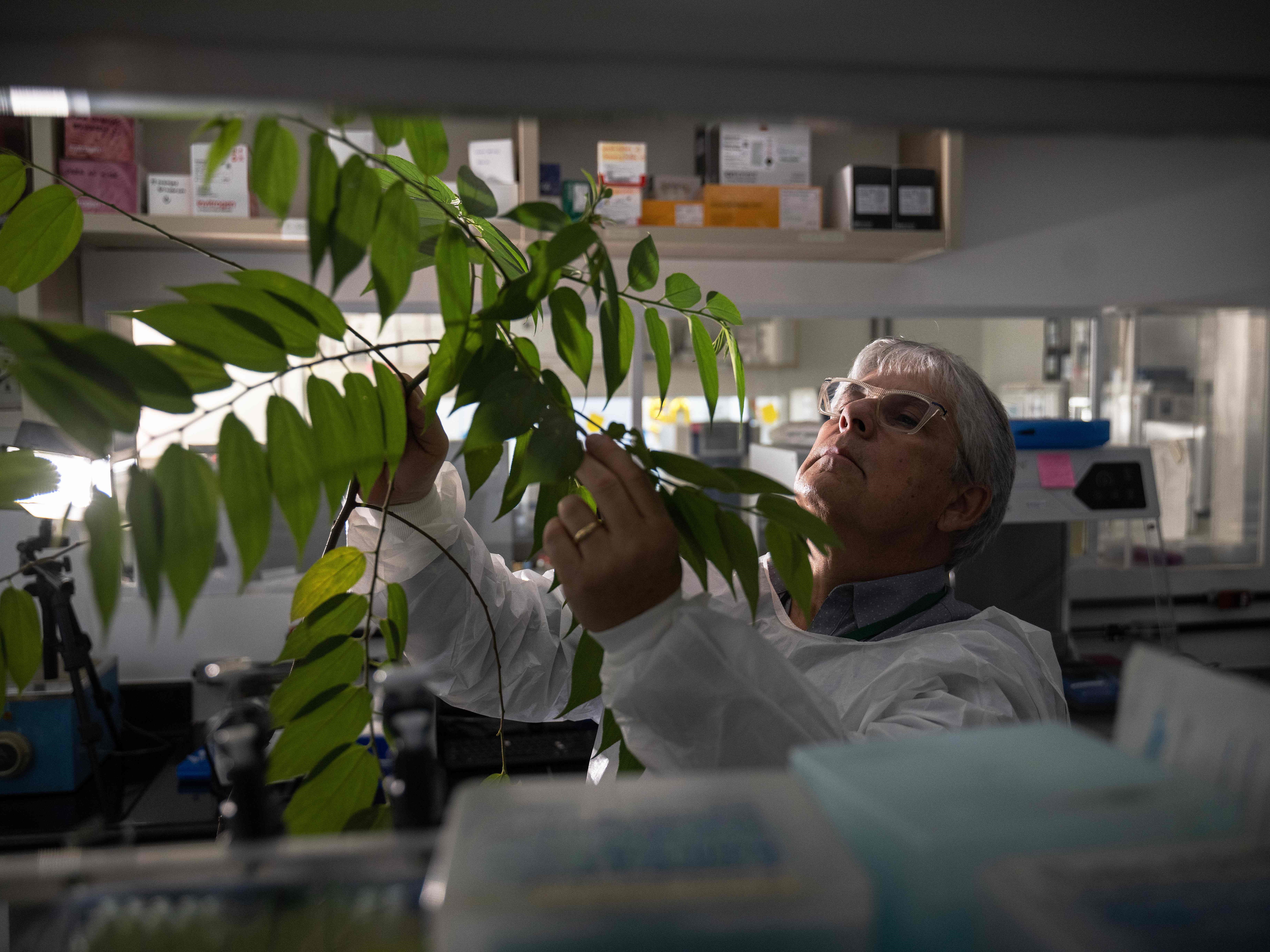 Peneliti Brasil Temukan Sumber CBD Baru bukan dari Ganja