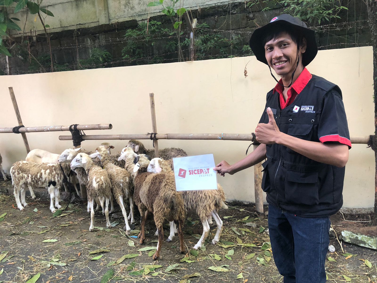 SiCepat Ekspres salurkan 500 kilogram daging kurban, Jumat (30/6).