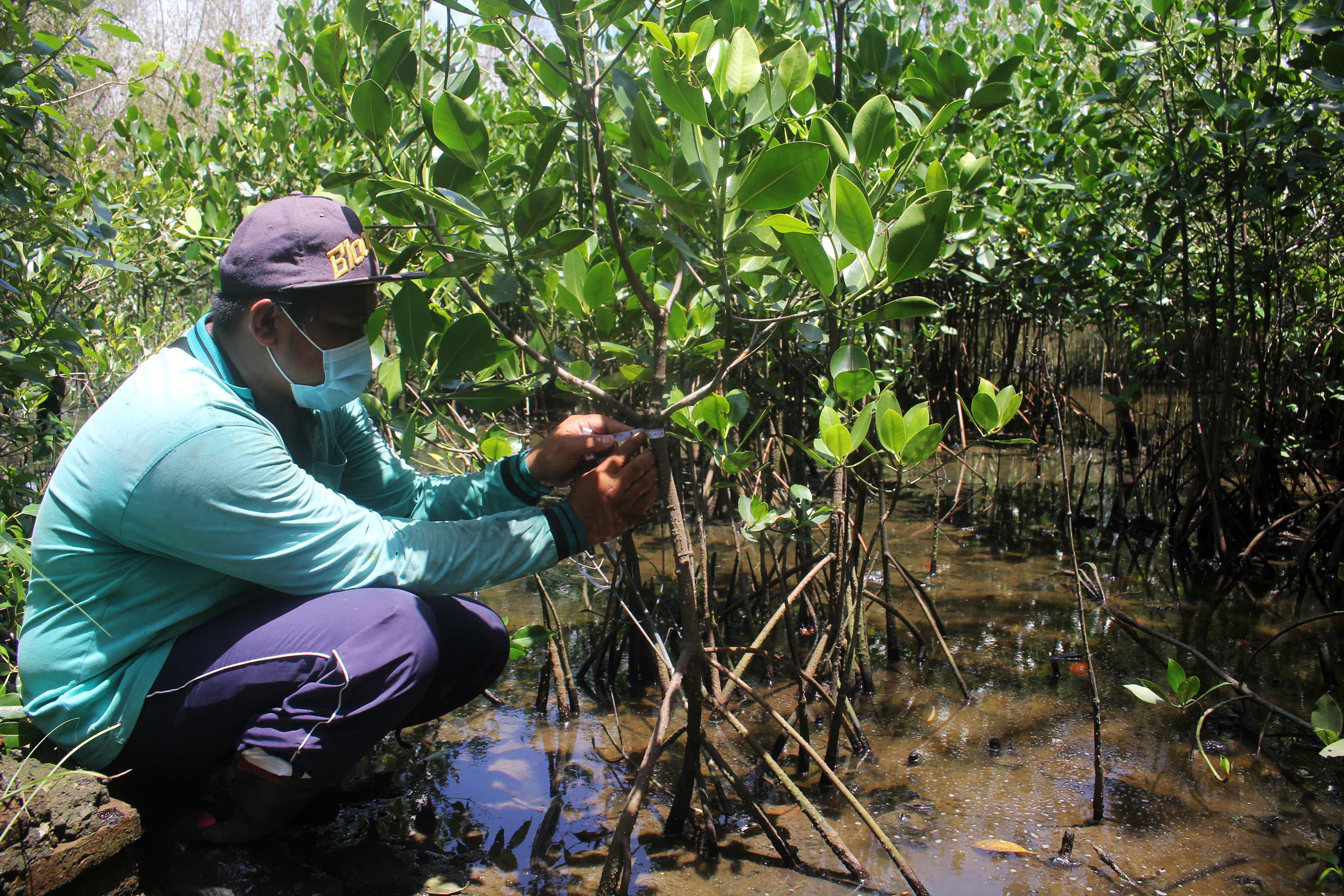 Petugas DKPP mengukur batang tanaman bakau Api - api atau (Avicennia Marina) di Kebun Raya Manggrove, Gunung Anyar, Surabaya, Jawa Timur.