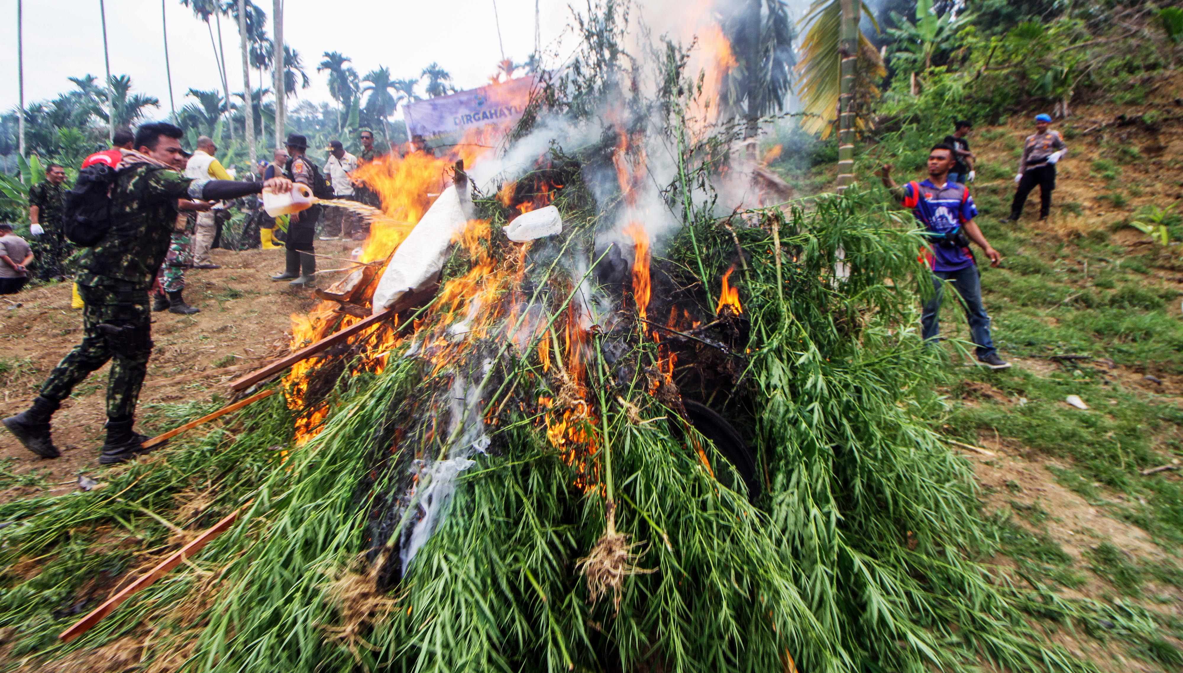Ilustrasi pemusnahan ladang ganja 