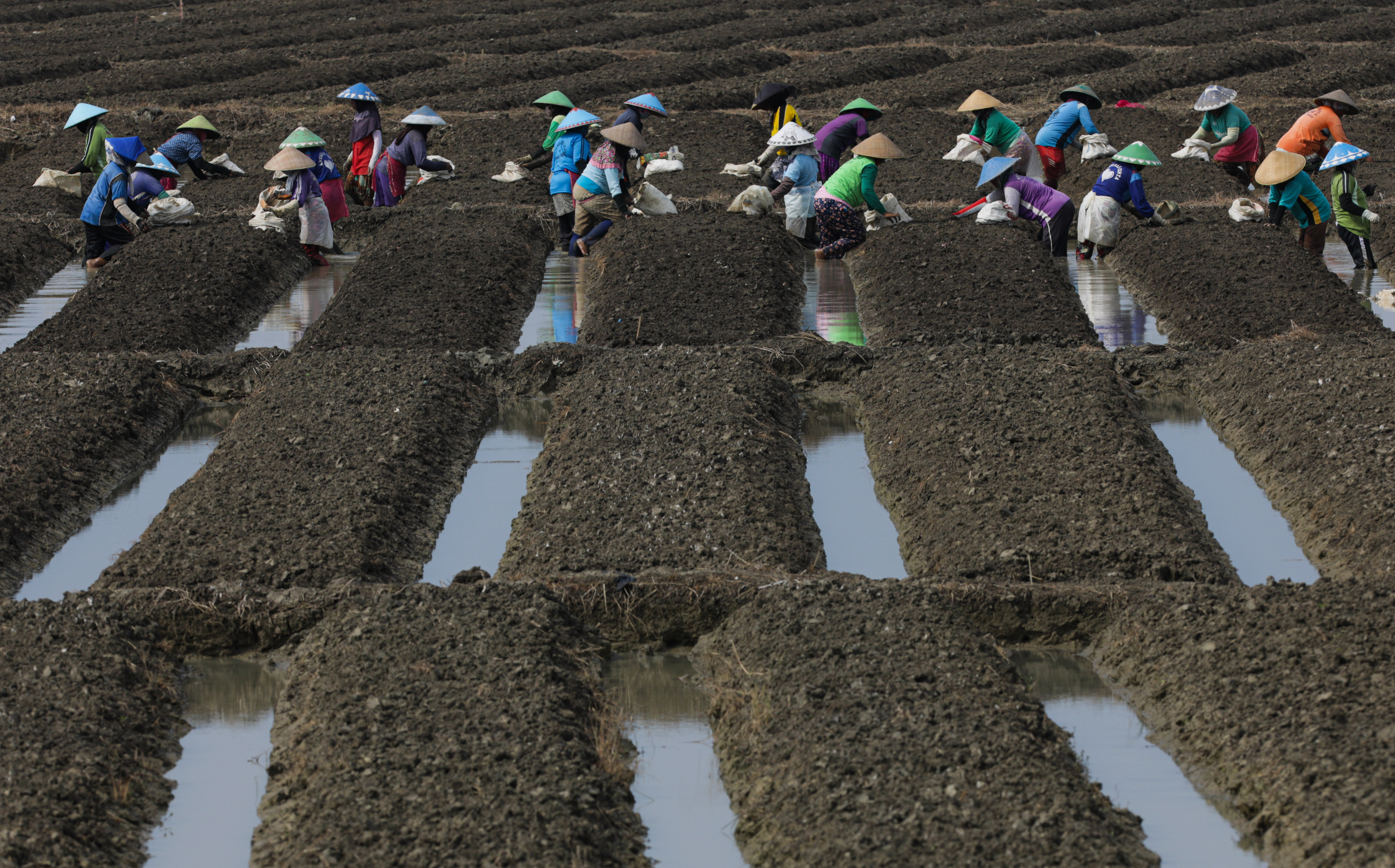 Festival Bawang Merah Brebes untuk Jaga Stabilitas Harga dan Stok