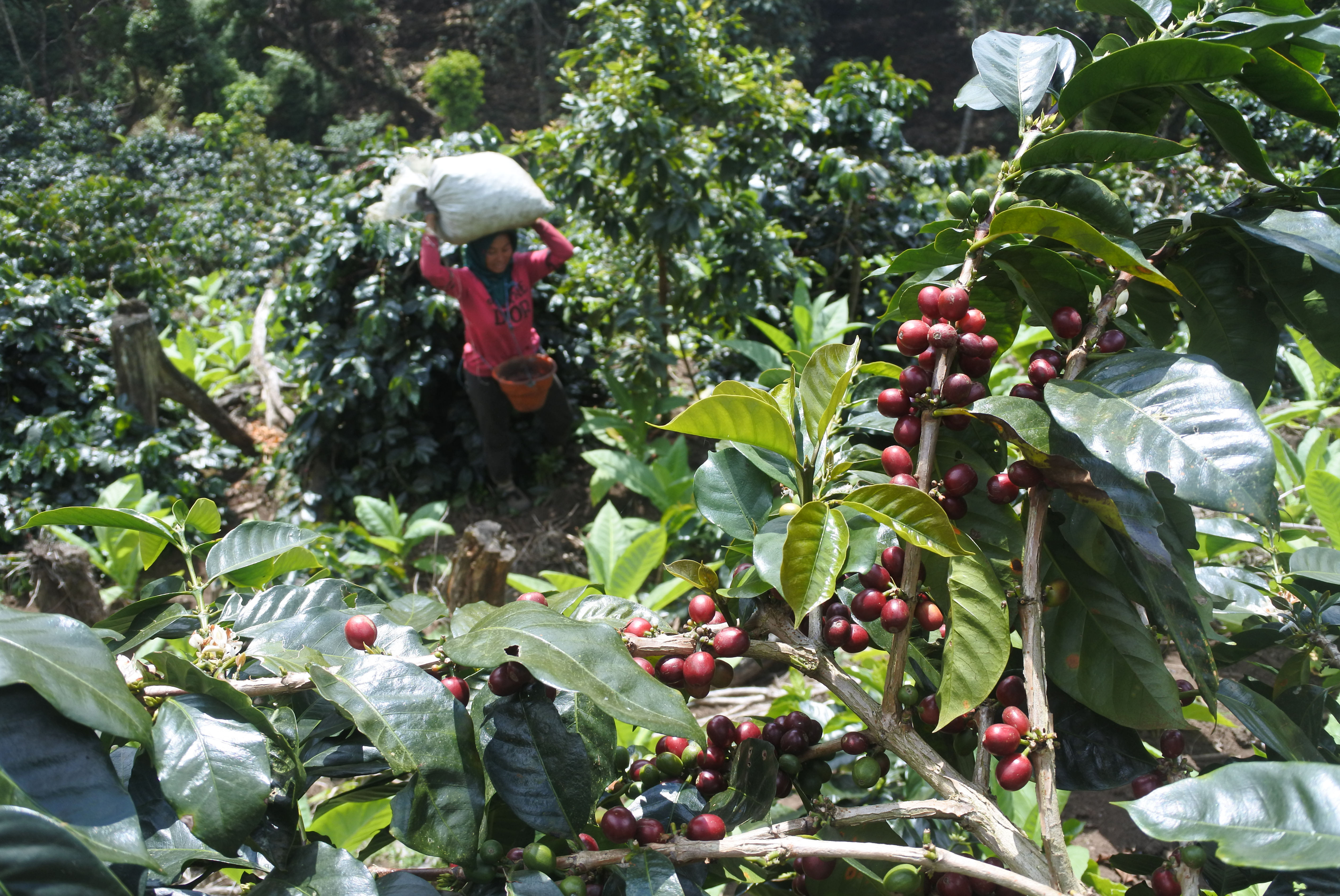 Panen kopi jenis arabika di lereng Pegunungan Argopuro Desa Tlogosari, Sumbermalang, Situbondo, Jawa Timur, Juni 2023.