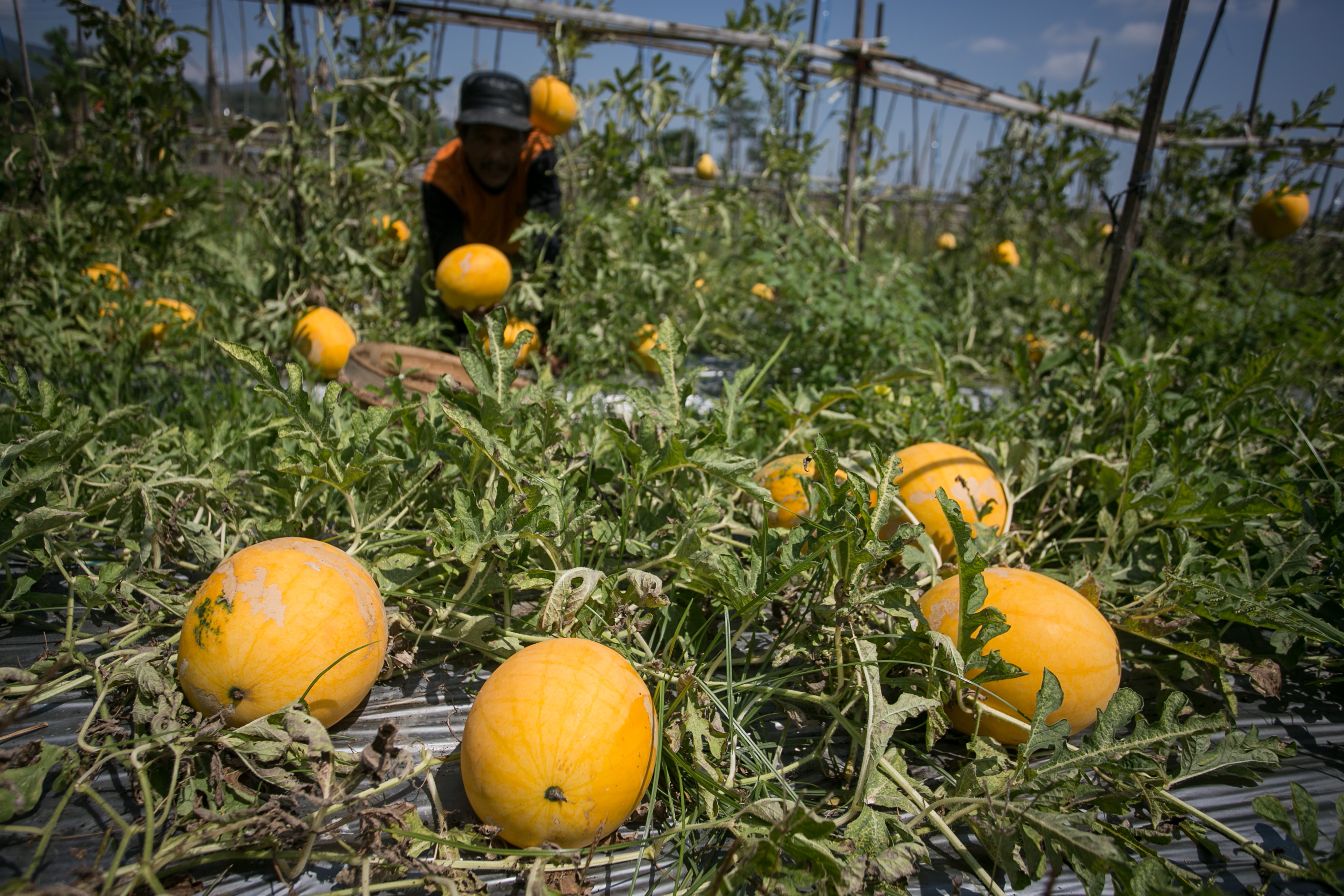 Petani memetik semangka golden di Desa Jendi, Selogiri, Wonogiri, Jawa Tengah. Semangka golden salah satu unggulan Kabupaten Wonogiri.