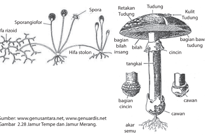 Kenali Ciri-Ciri Tumbuhan Lumut, Paku, dan Berbiji