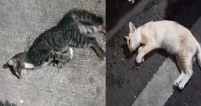 Kucing yang mati mendadak di kawasan Tanjung Priok.