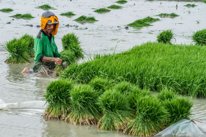 Ilustrasi petani menanam bibit tanaman padi di areal persawahan