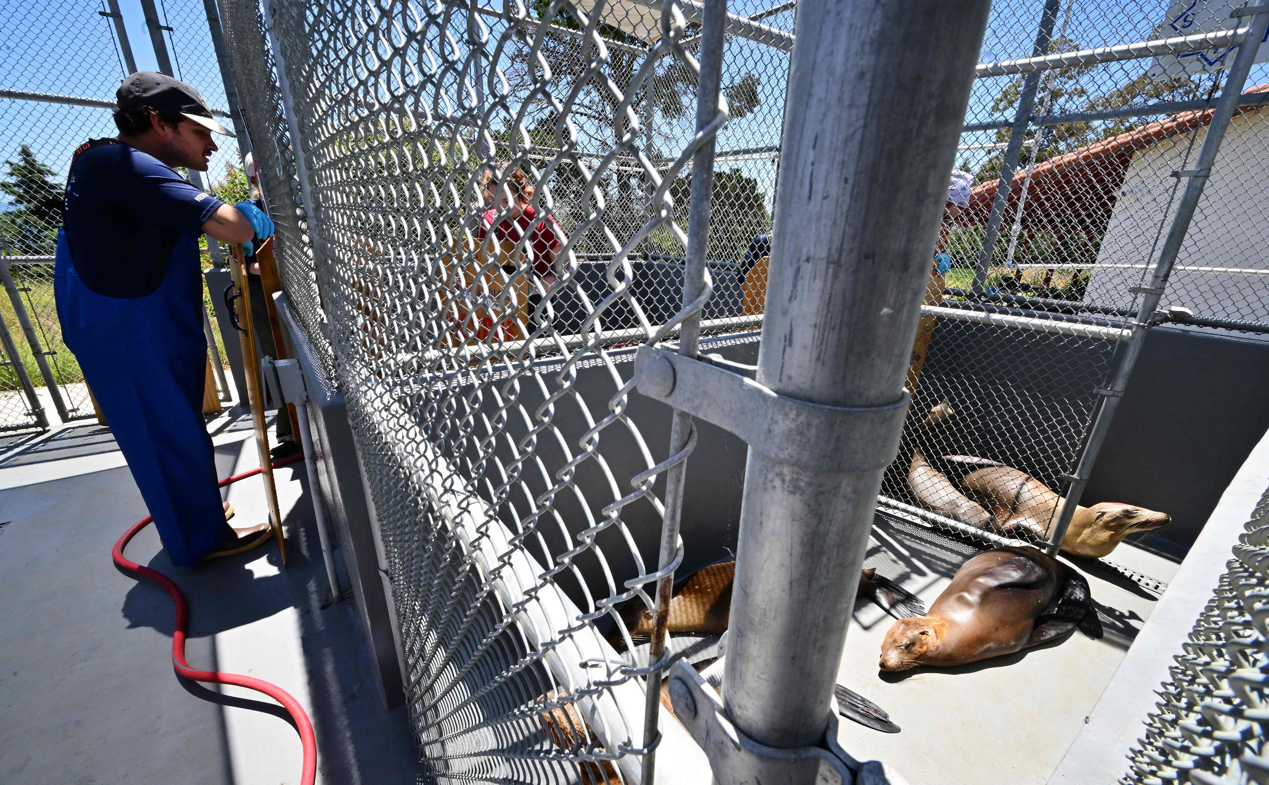 Relawan merawat singa laut di Channel Islands Marine and Wildlife Institute (CIMWI) di Gaviota, California, 9 Juli 2023