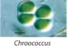 Mengenal Makhluk Hidup Kelompok Protista, Monera, dan Jamur
