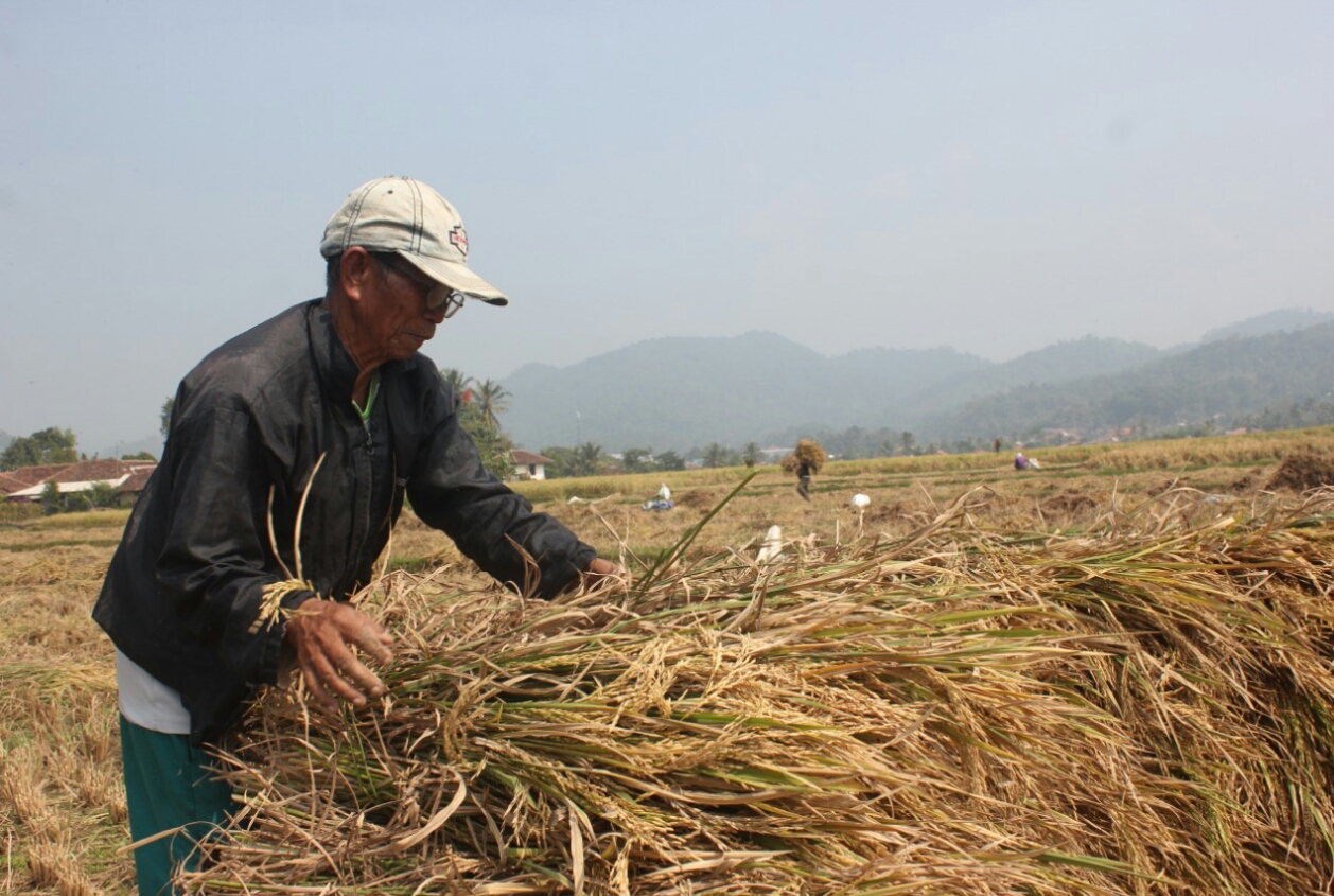 Petani Kampung Nanggerang, Desa Cimanggu, Kecamatan Cibeber, Kabupaten Cianjur, Jawa Barat, sedang mengumpulkan gabah hasil panen. 