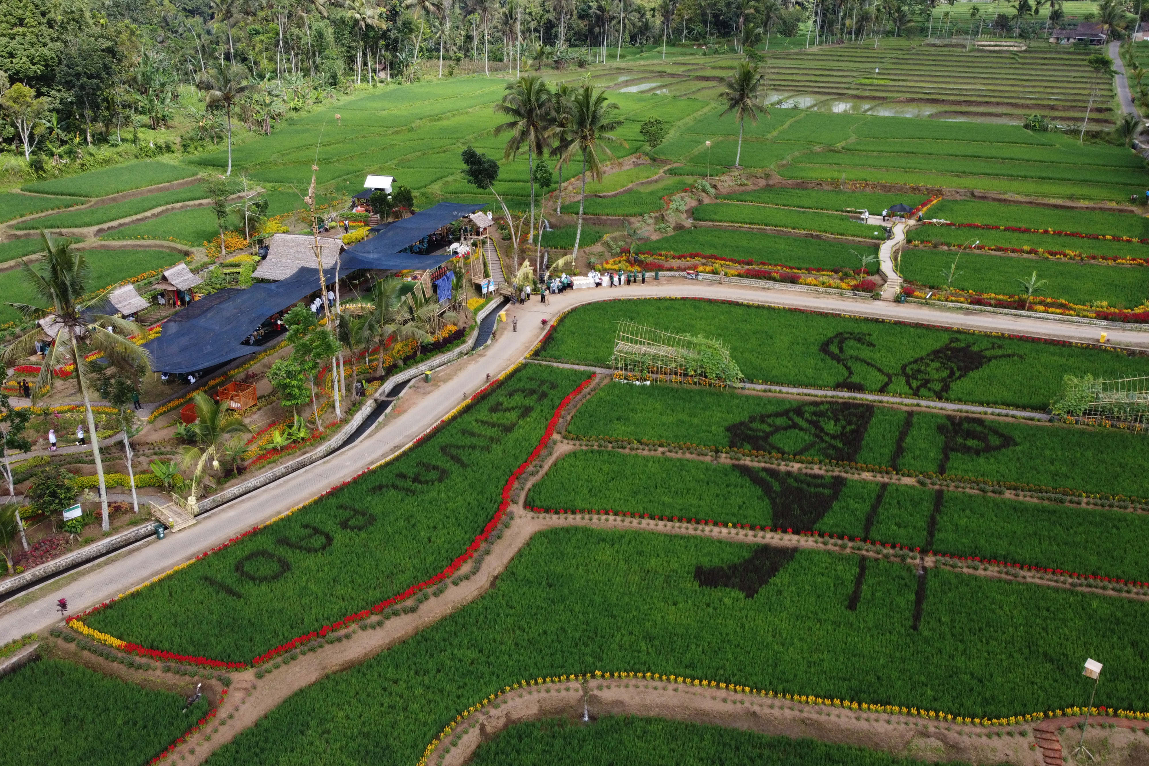  Foto udara panorama sawah bermotif penari Gandrung di sawah Banjar di Licin, Banyuwangi, Jawa Timur, Seni (20/9/2021). 
