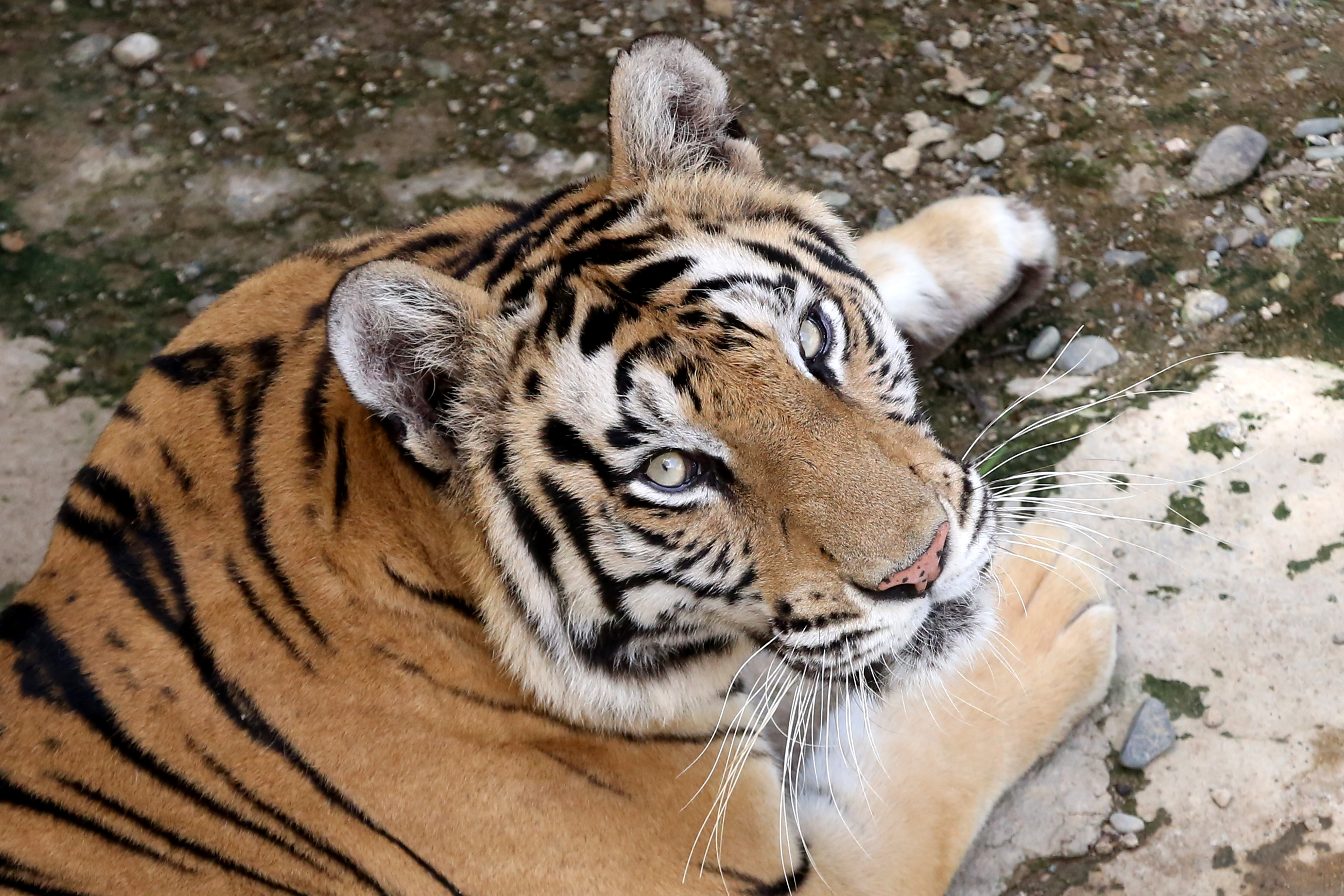 Harimau benggala (Panthera tigris tigris)