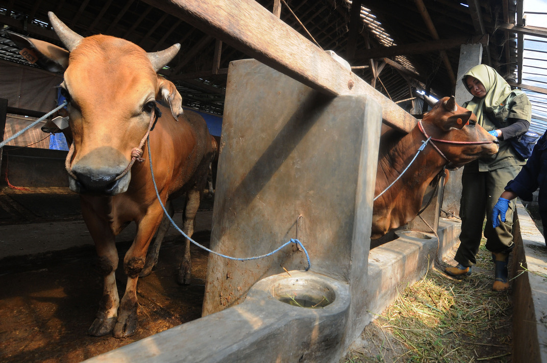 Industri Susu Hadapi Kendala Regenerasi Peternak