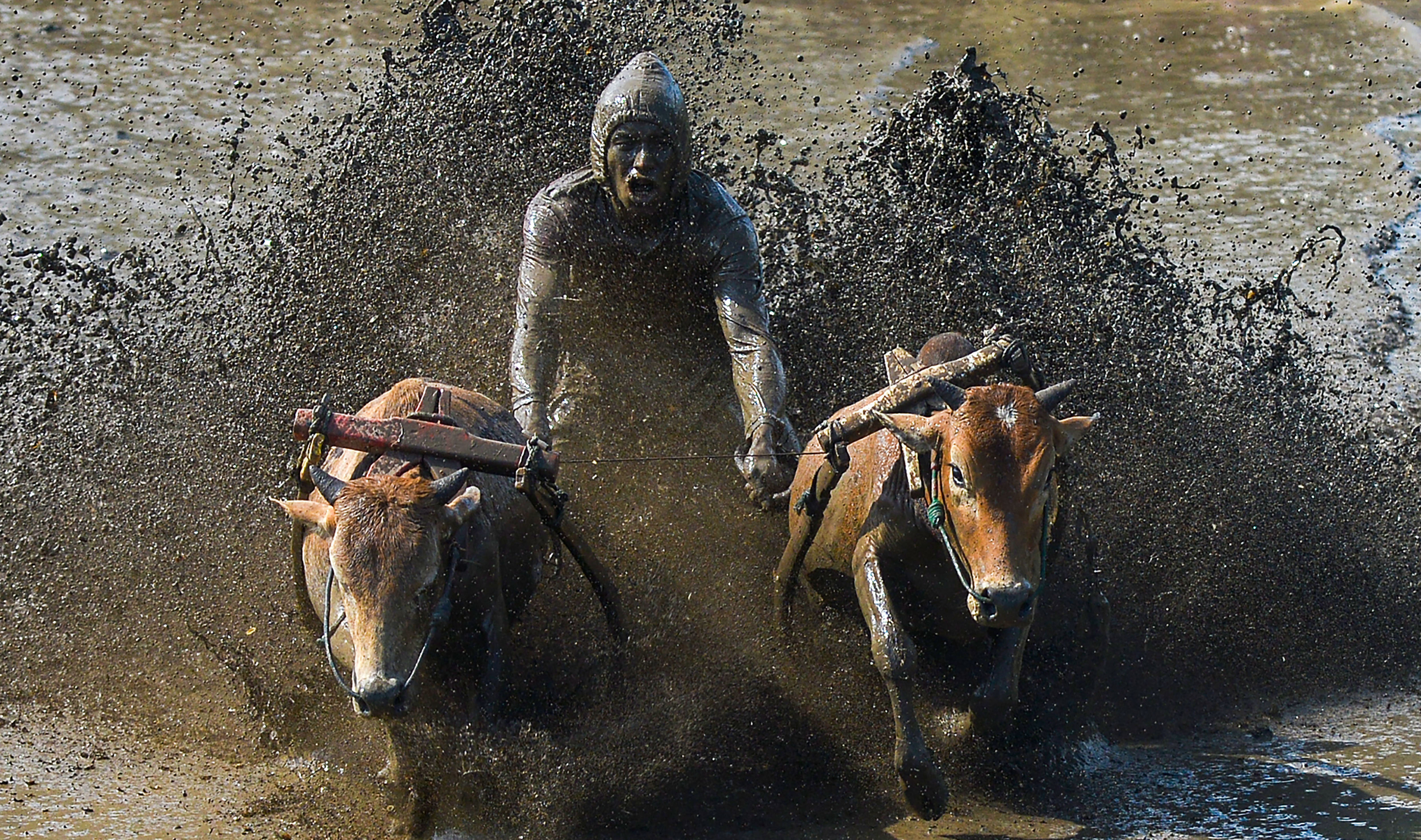 Salah satu atraksi dalam ajang Pacu Jawi di Tanah Datar, Sumbar