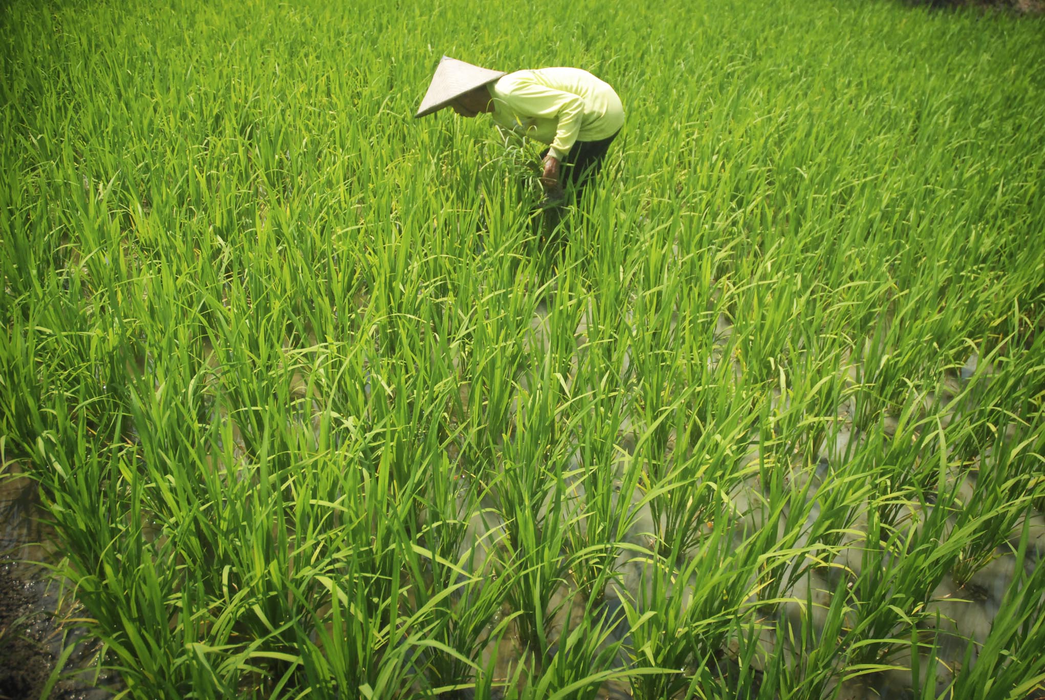 Entaskan Kemiskinan dengan Tumbuhkan Koperasi