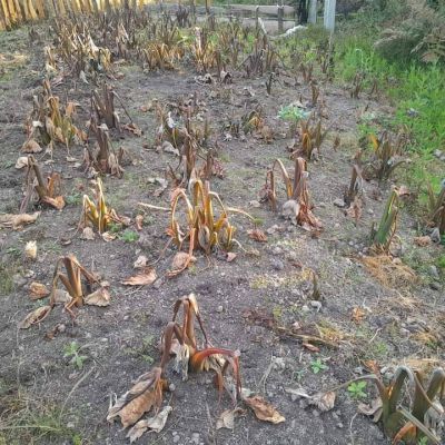 Gagal panen di Papua Tengah