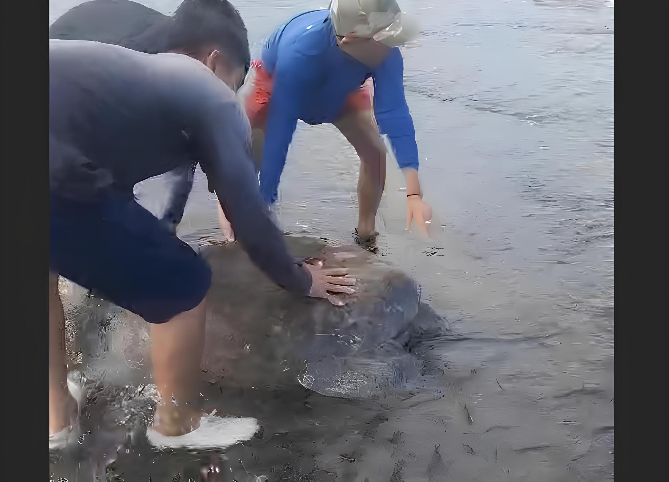 Seekor Penyu Hijau Terdampar di Pantai Selatan Tasikmalaya
