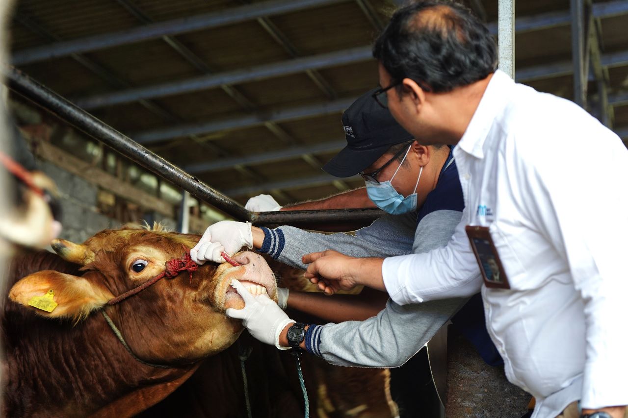 Pemeriksaan fisik hewan kurban oleh tim Dinas Kesehatan Lumajang, di peternakan UMKM Klanting Mandiri Kelurahan Sukodono,  Lumajang.