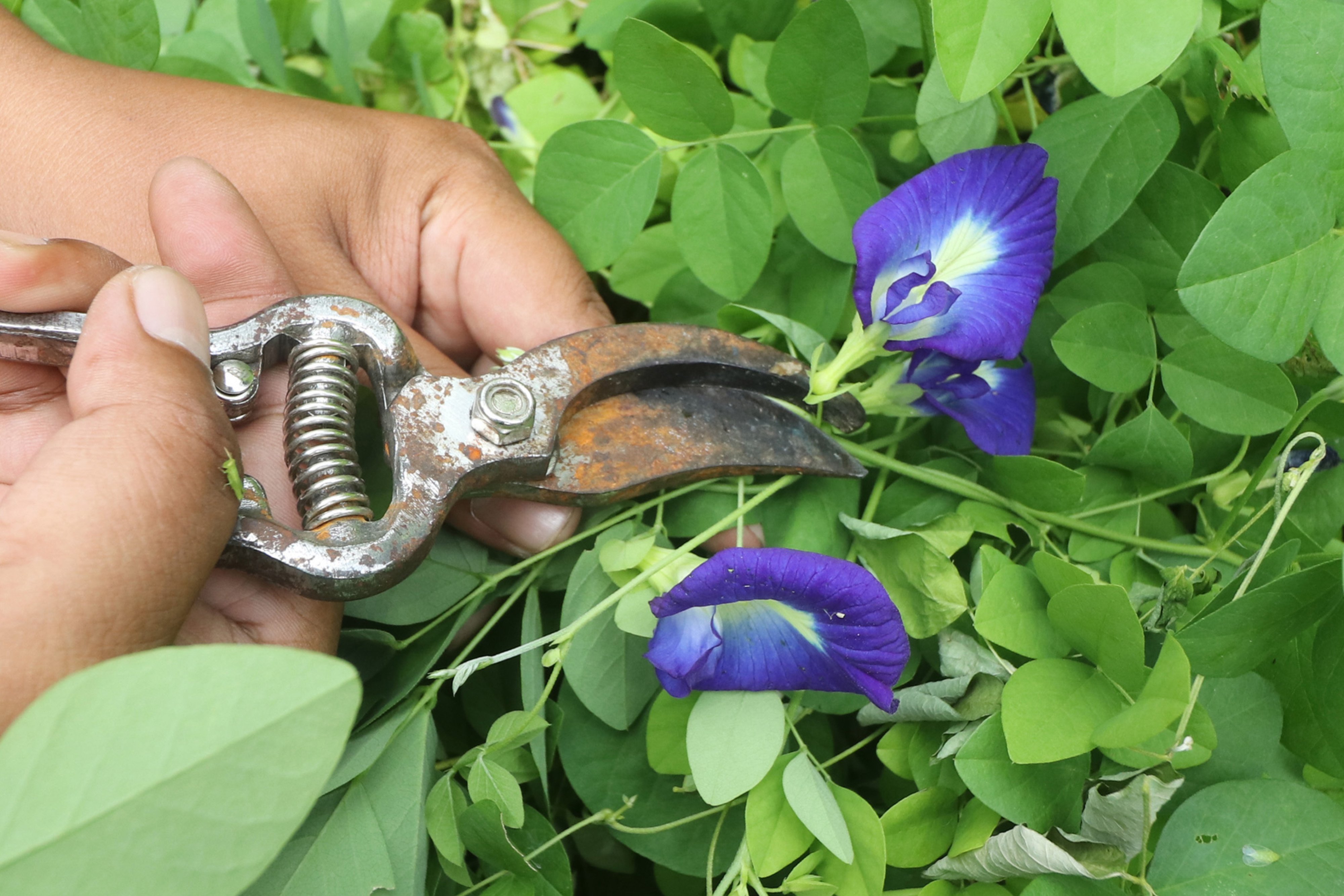 Bunga telang yang kini banyak dijadikan teh dan pewarna alami makanan.