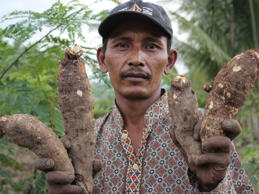 Petani di lereng Gunung Berapi Selawah Agam, Saree, Kabupaten Aceh Besar, Aceh, sedang memanen ubi talas.