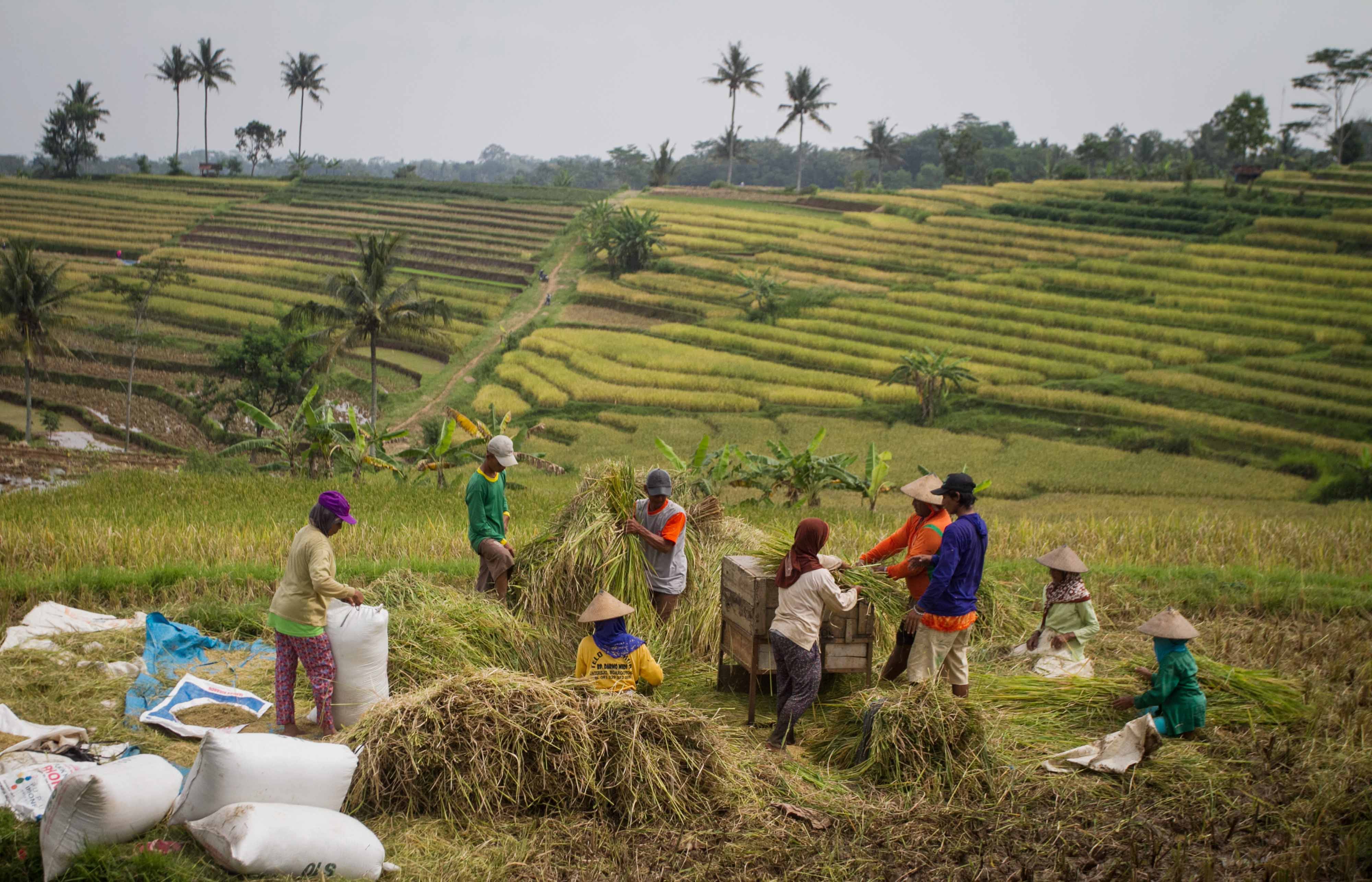 Petani merontokan biji tanaman padi hasil panen di Kerjo, Karanganyar, Jawa Tengah