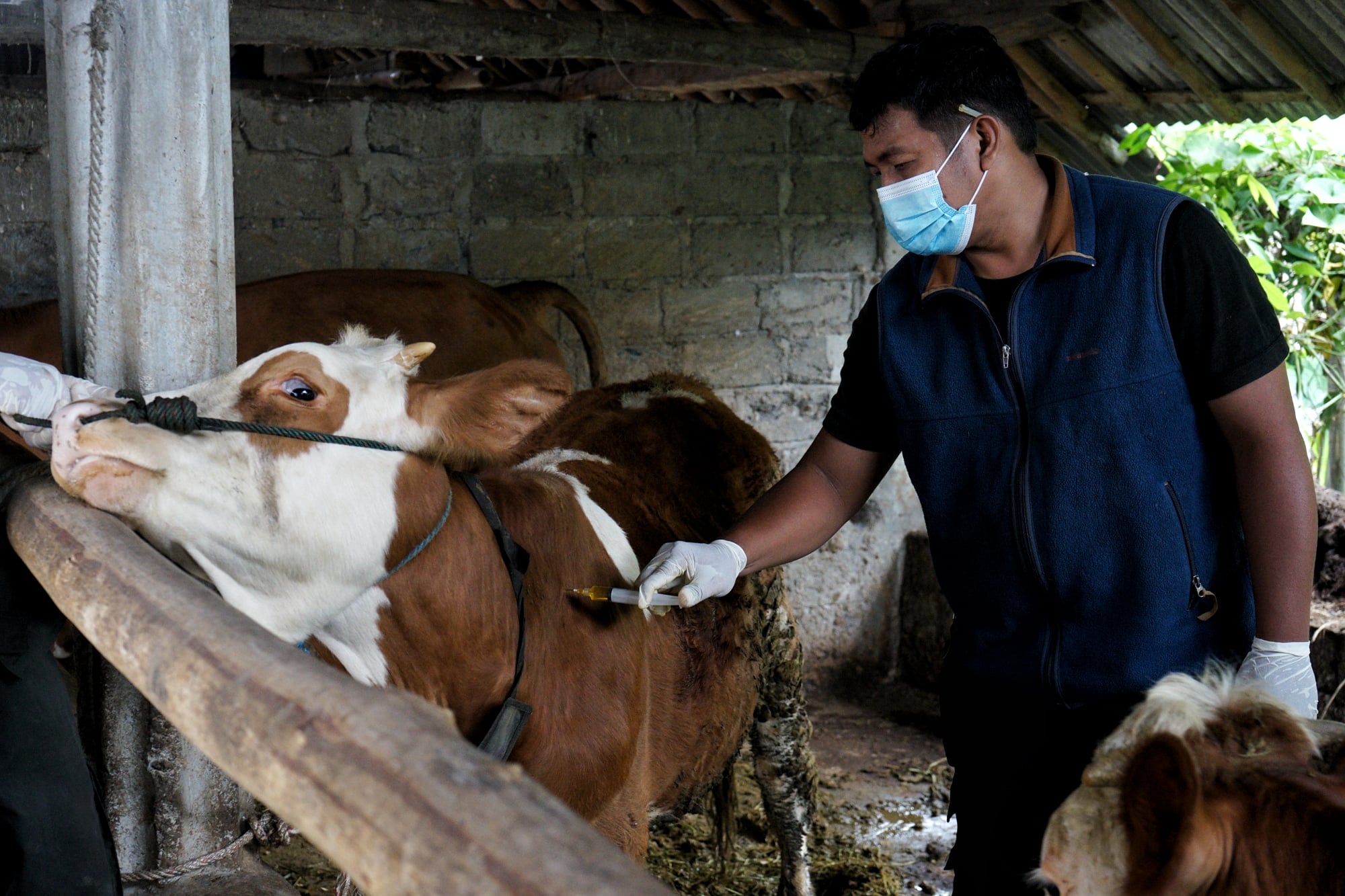 Ilustrasi hewan ternak