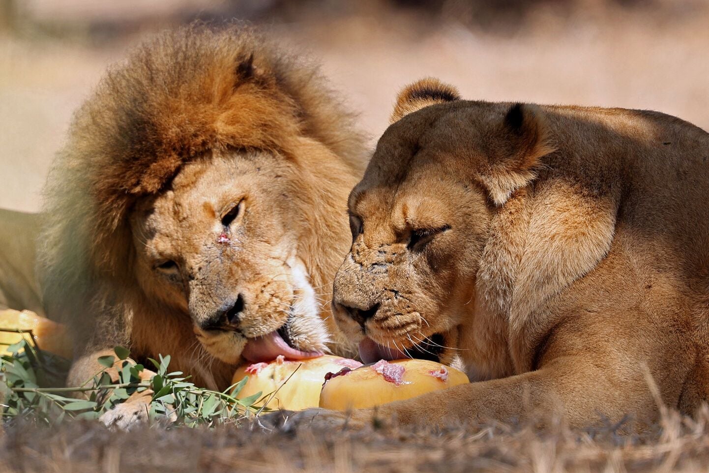 Singa, salah satu jenis hewan karnivora.