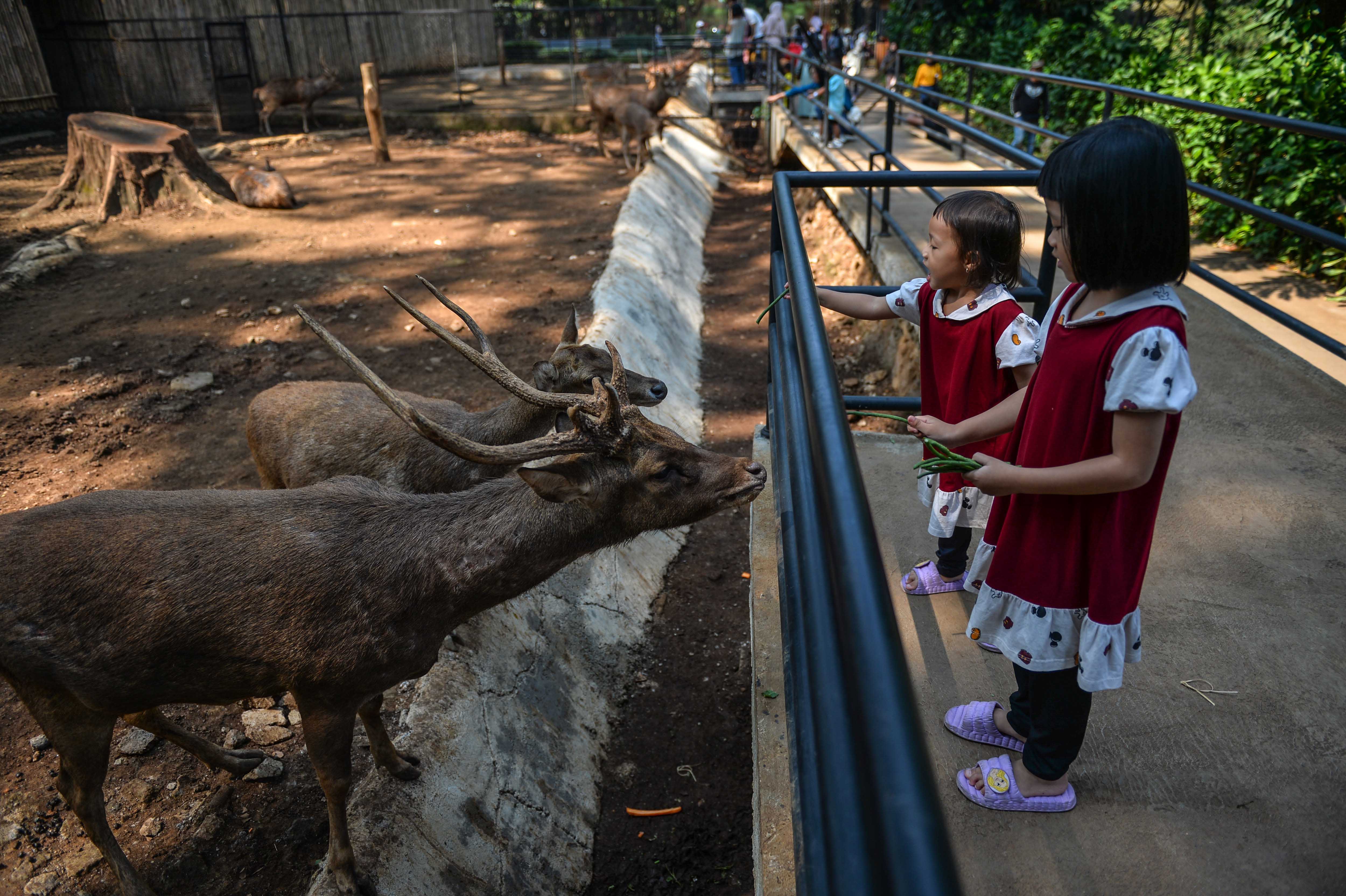 Pengunjung memberi makan rusa (Cervidae) di Kebun Binatang Bandung, Jawa Barat, Minggu (11/6)
