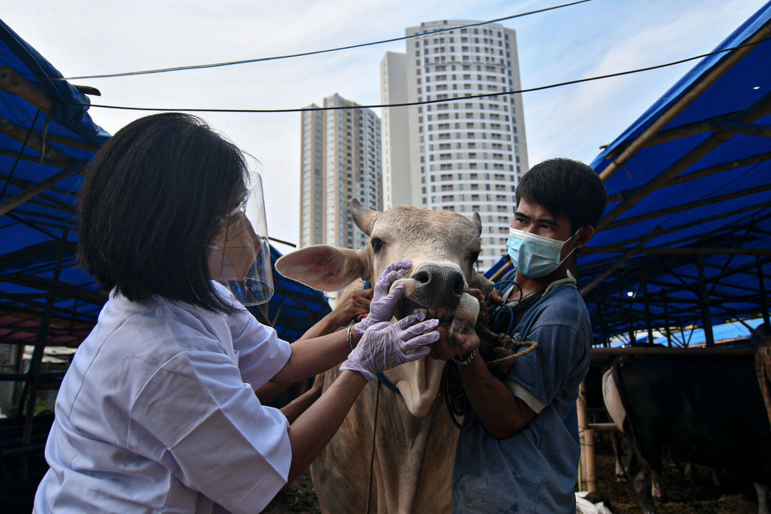Ilustrasi pemeriksaan hewan untuk mencegah penyebaran penyakit antraks.