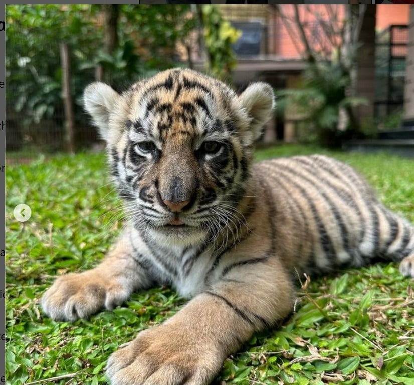 Bayi harimau milik Alshad Ahmad