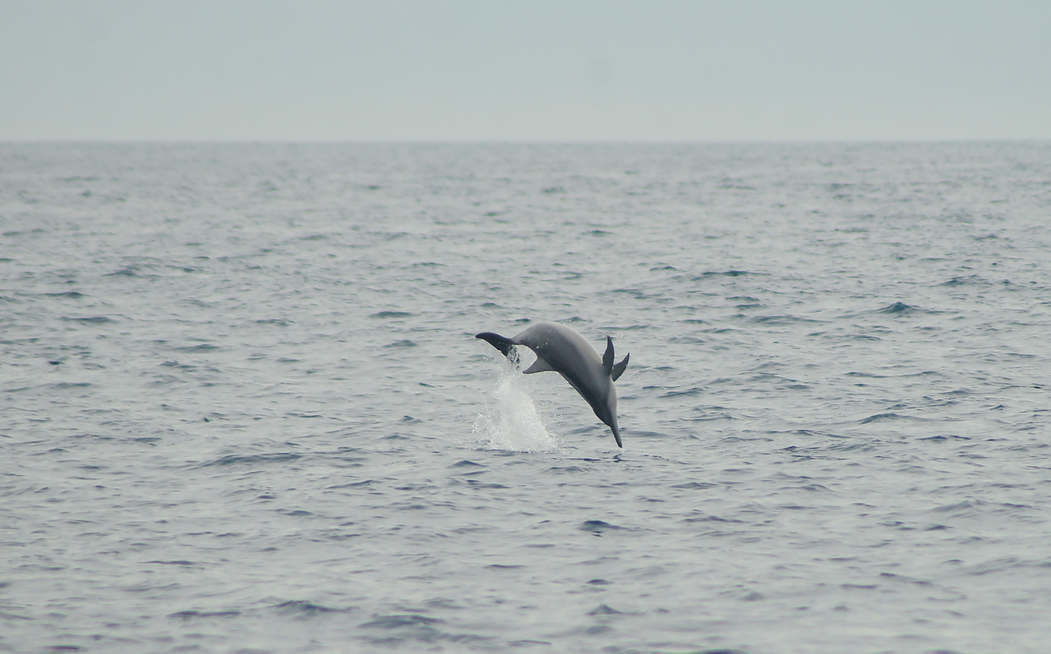 Komisi IV Minta Jangan Lagi Ada Eksploitasi Satwa