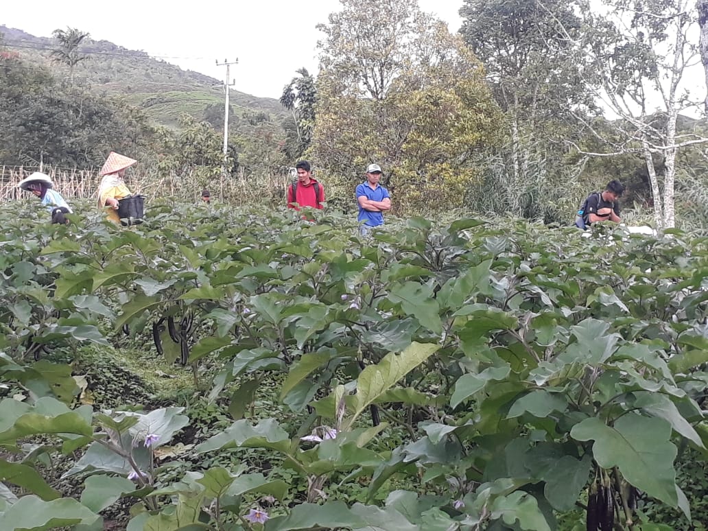 Kelompok Tani Rumah Pangan Lestari yang berada di Jorong Kayu Aro, Kabupaten Solok, Sumbar, menerapkan pertanian organik.