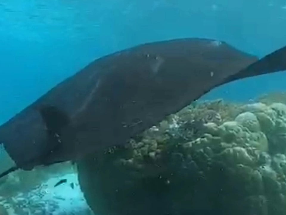 Ikan pari manta di perairan Taman Nasional Komodo.
