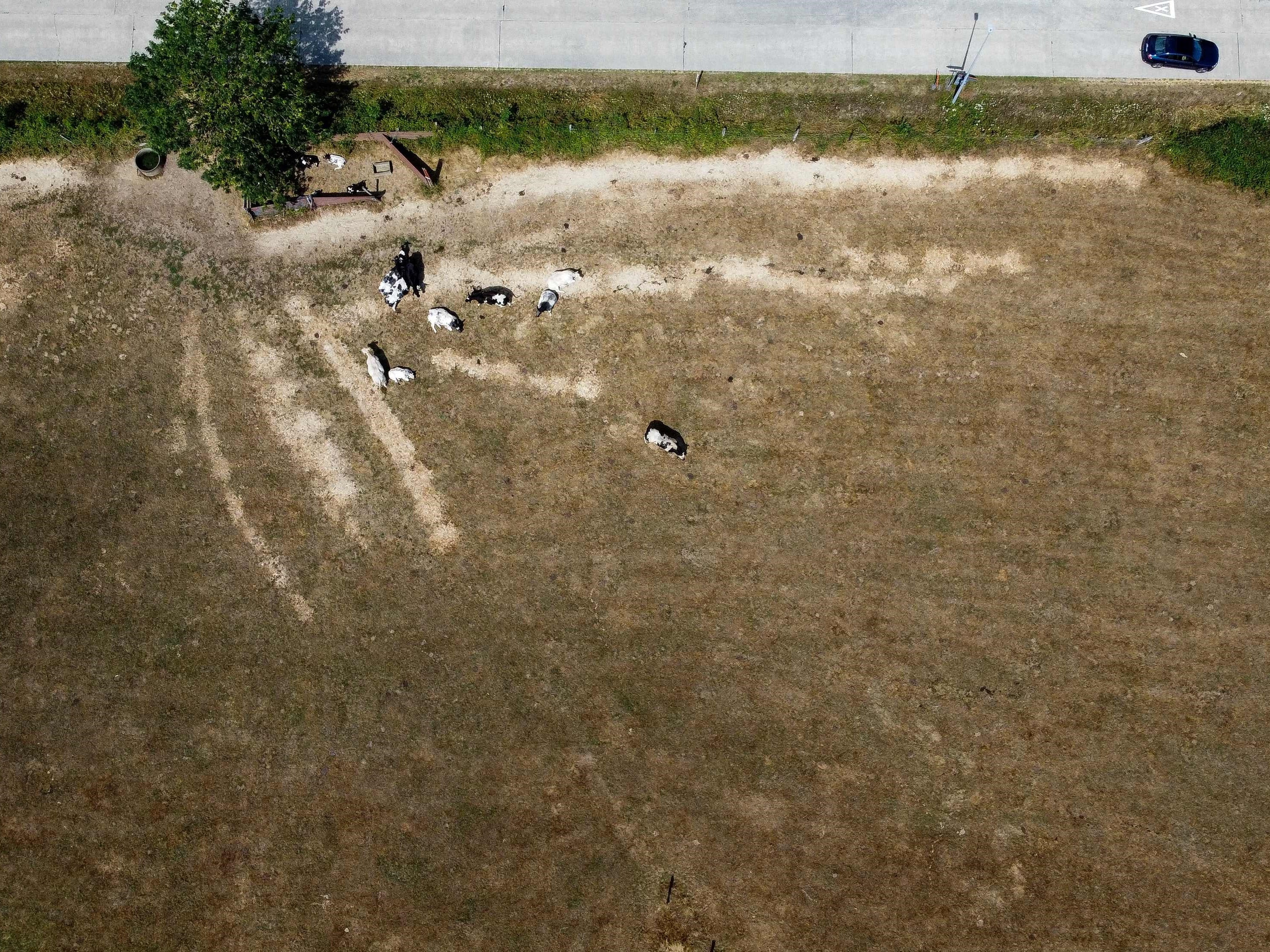 Ternak di ladang kering di Lierde, sebelah barat Brussel, Belgia, pada 5 Agustus 2022.