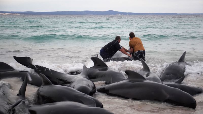 51 Paus Mati Terdampar di Pantai Cheynes, Australia