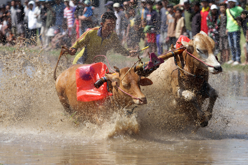 Salah satu potensi wisata di Indonesia, tradisi karapan sapi di Probolinggo.