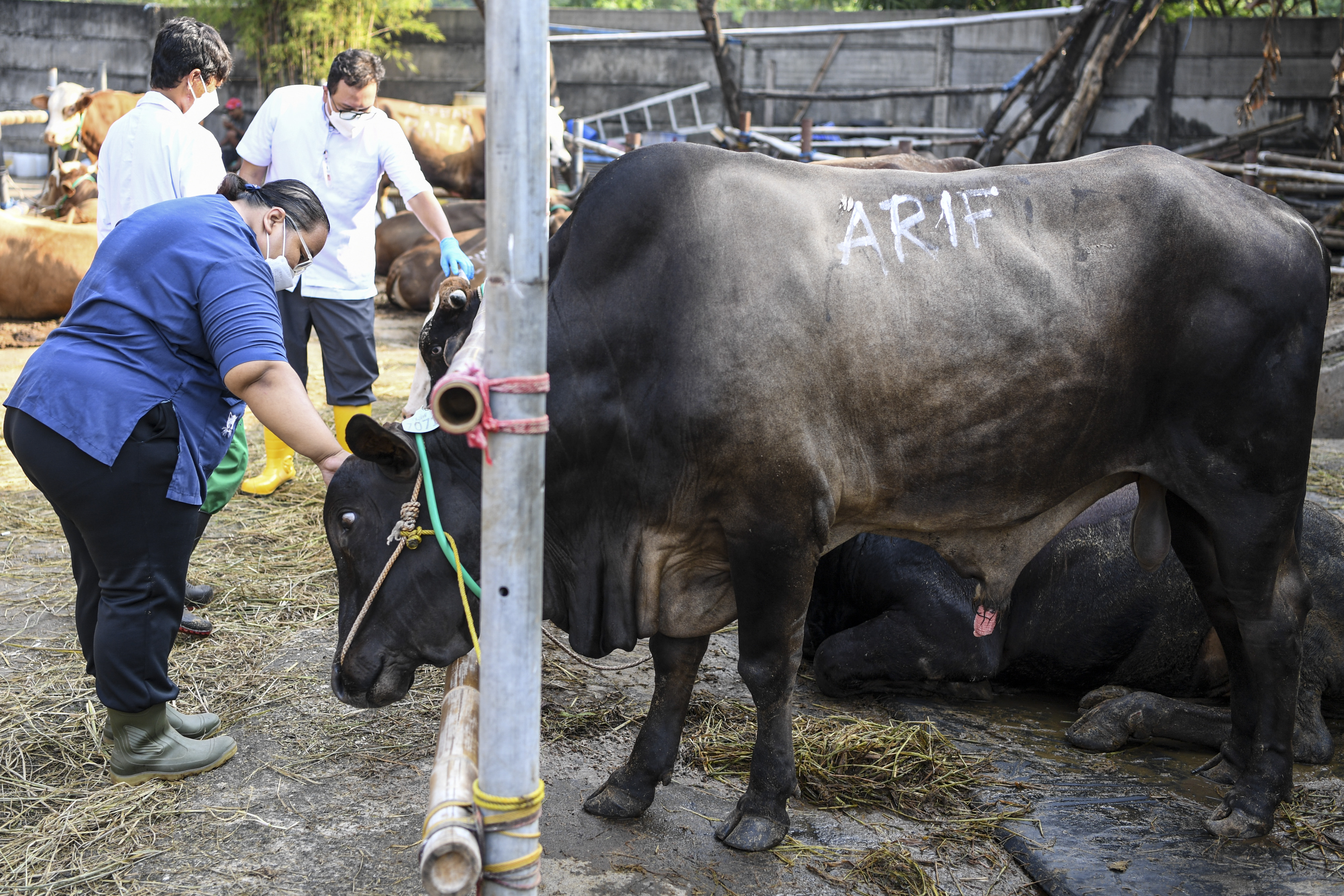 Petugas kesehatan memeriksa sapi untuk kurban di kandang di Rumah Pemotongan Hewan (RPH) PD Dharma Jaya, Cakung, Jakarta.