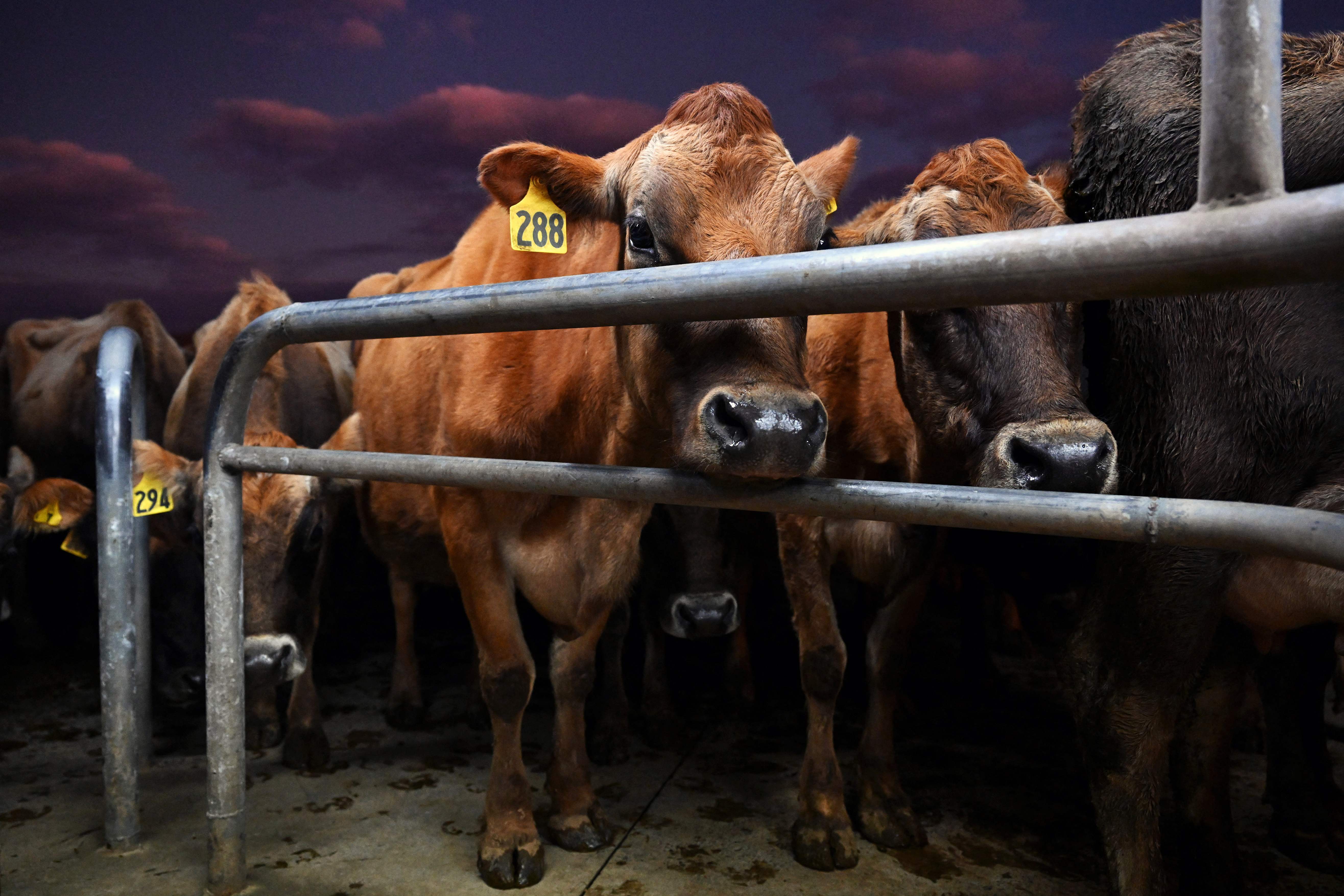 Sapi Selandia Baru menjadi salah satu penghasil  bahan organik kuliner di negara itu, salah satunya mentega.