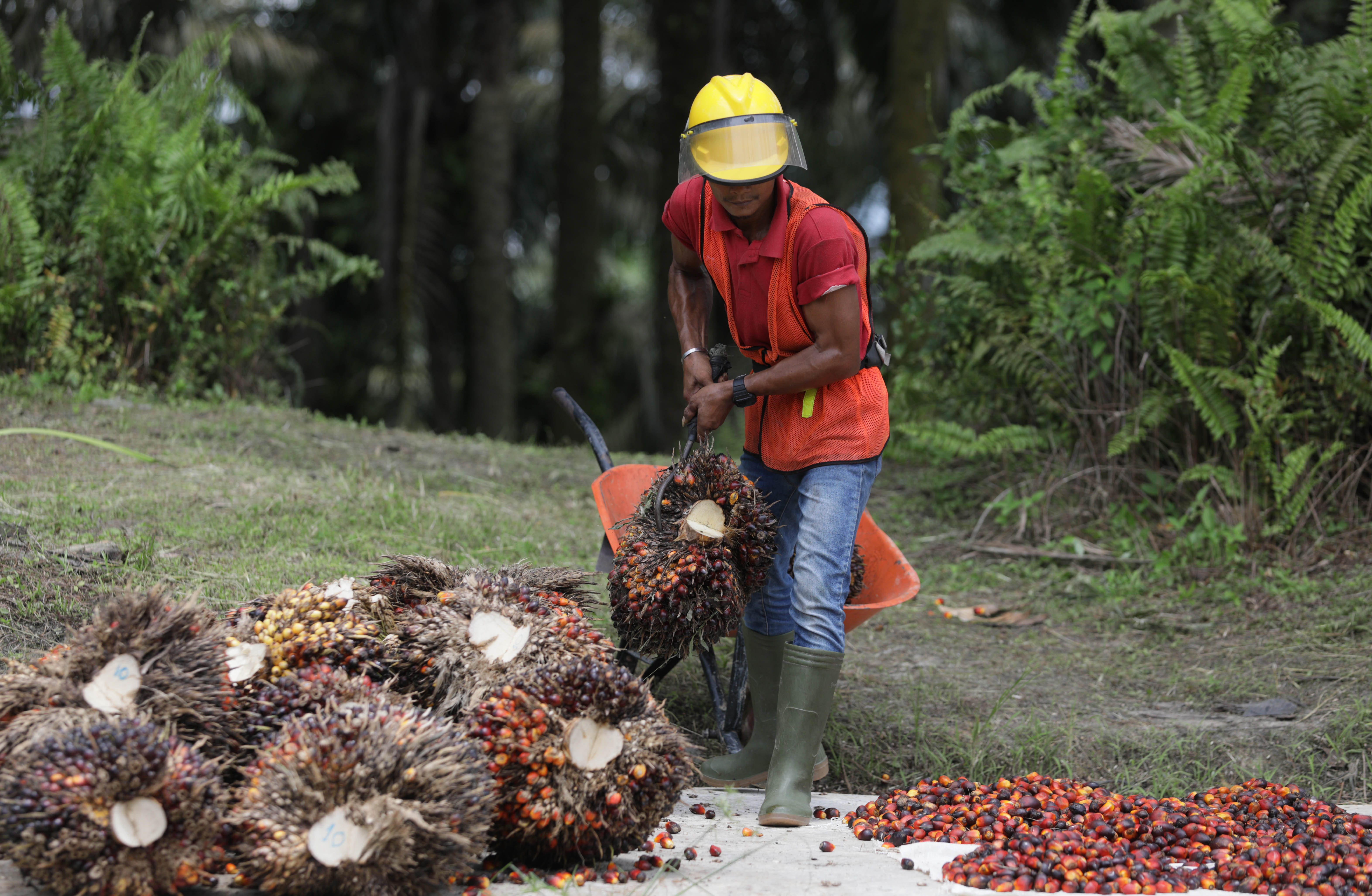 Pekerja di perkebunan sawit.