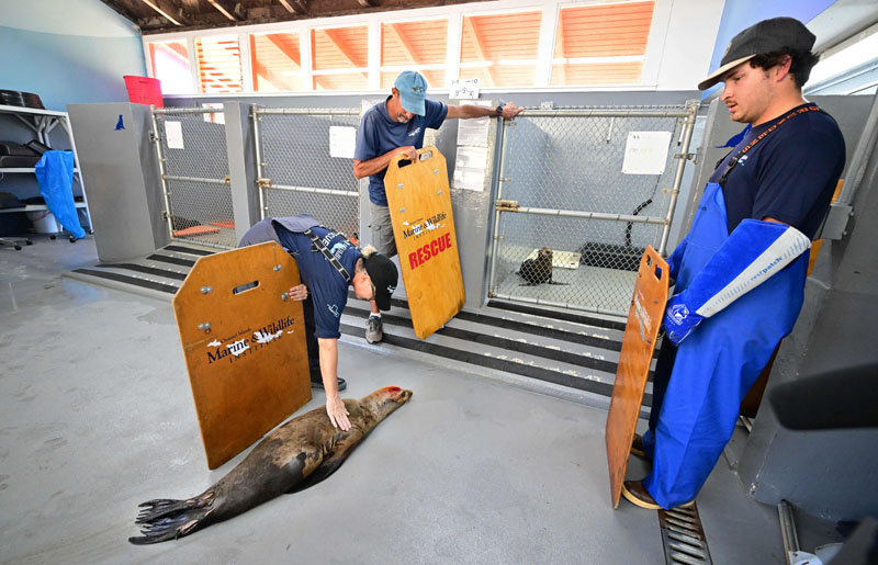 Keracunan Racun pada Hewan Laut Menghantui Sukarelawan California