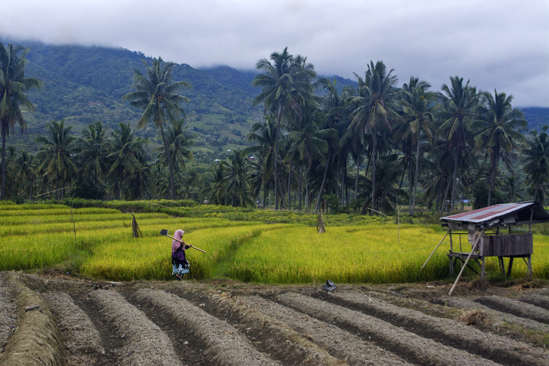 Kawasan persawahan di Sulawesi Tengah.