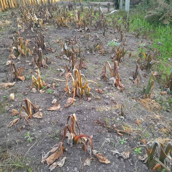 Gagal panen di Papua Tengah akibat kekeringan dan cuaca ekstrem